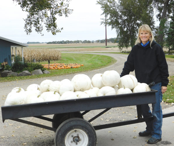 The pumpkin season